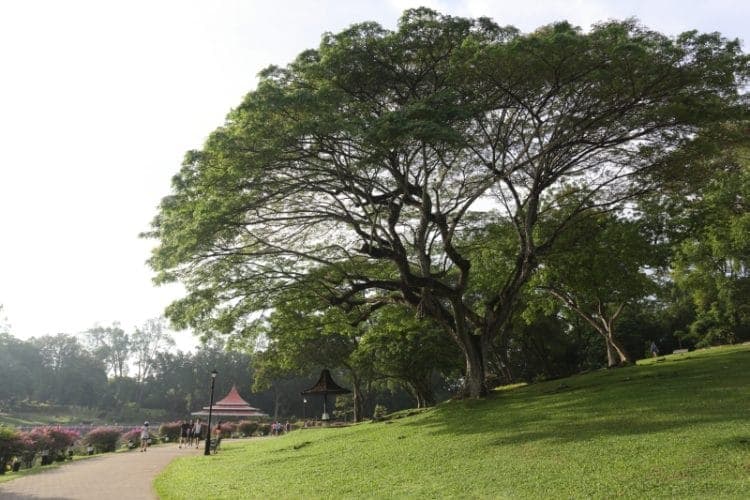 Recovered: 04/MacRitchie-Reservoir-Park-750x500.jpg