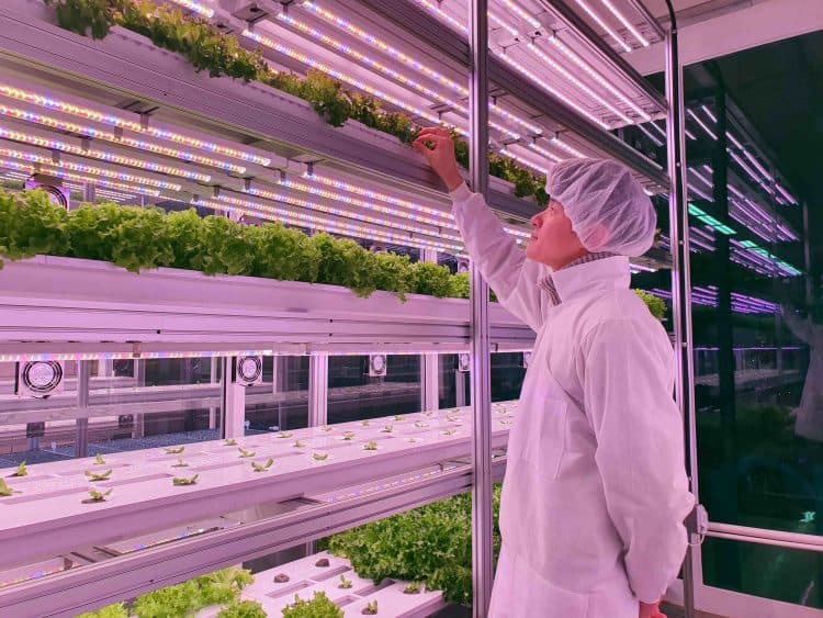 Navigating the Organic Market Landscape in Singapore