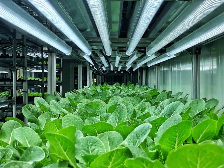 Navigating the Organic Market Landscape in Singapore